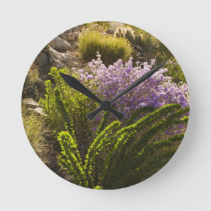 Relógio Redondo plantas do deserto de Chihuahuan em flor