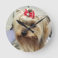 Pulso de disparo do yorkshire terrier