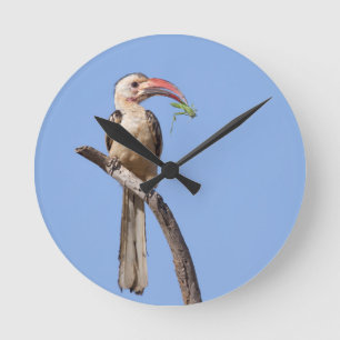 Relógio Redondo Red-billed Hornbill