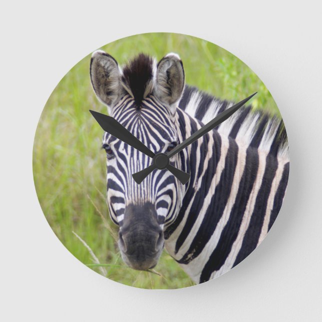 Relógio Redondo Retrato da zebra das planícies, jogo de (Frente)