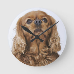Relógio Redondo Spaniel de rei Charles descuidado que olha acima
