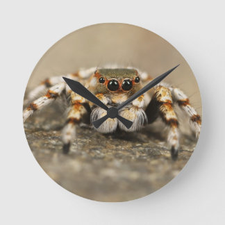 Relógio Redondo Tarantula Jumping Bird Spider Acessórios incríveis