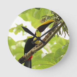 Relógio Redondo Tucano de Swainson Ave Exótica