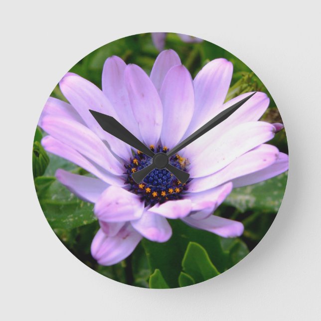 Relógio Redondo Um Centro de Aranhas (Frente)