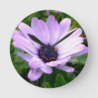 Relógio Redondo Um Centro de Aranhas