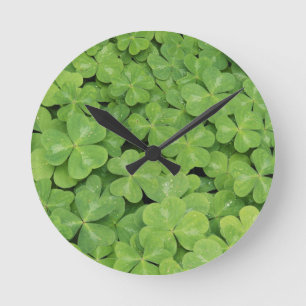 Relógio Redondo Vista de Oxalis Orrel Foliage