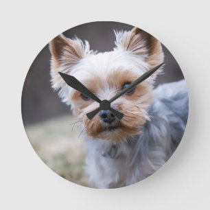 Relógio Redondo Yorkshire terrier, Cachorro, Pet