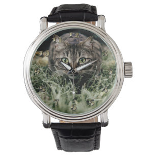 Relógio Tabby, Gato Doméstico
