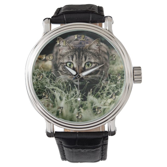 Relógio Tabby, Gato Doméstico (Frente)