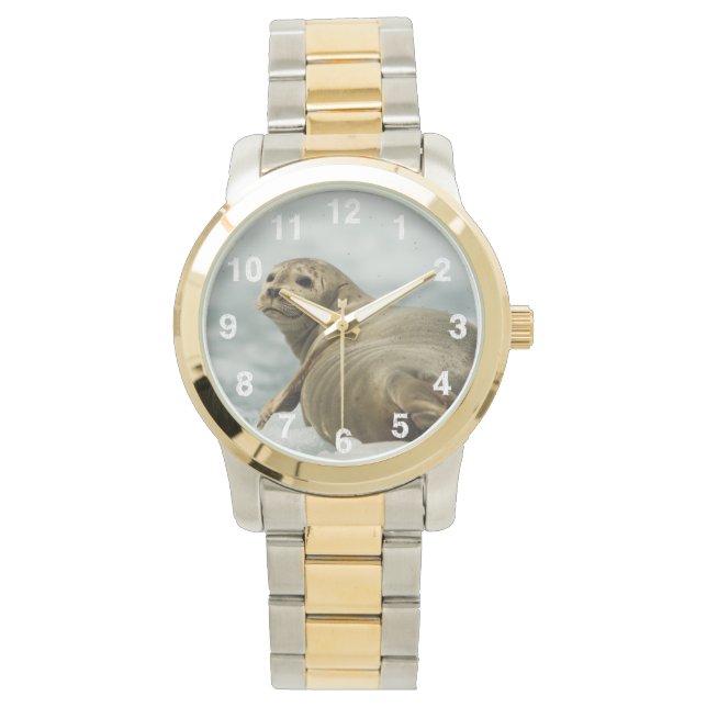 Relógio Wary Seal (Frente)