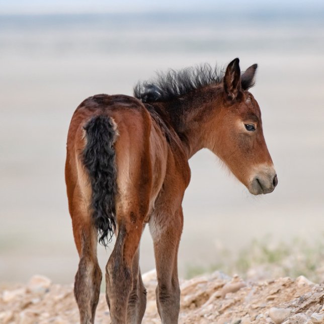 Relógio Wild Horse Watch (Criador carregado)