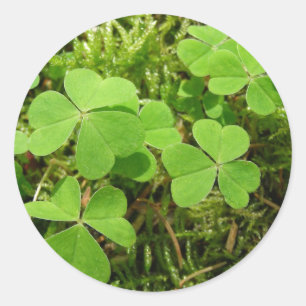 Remendo do trevo - etiquetas