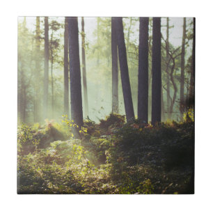 Remendo do Underbrush na floresta