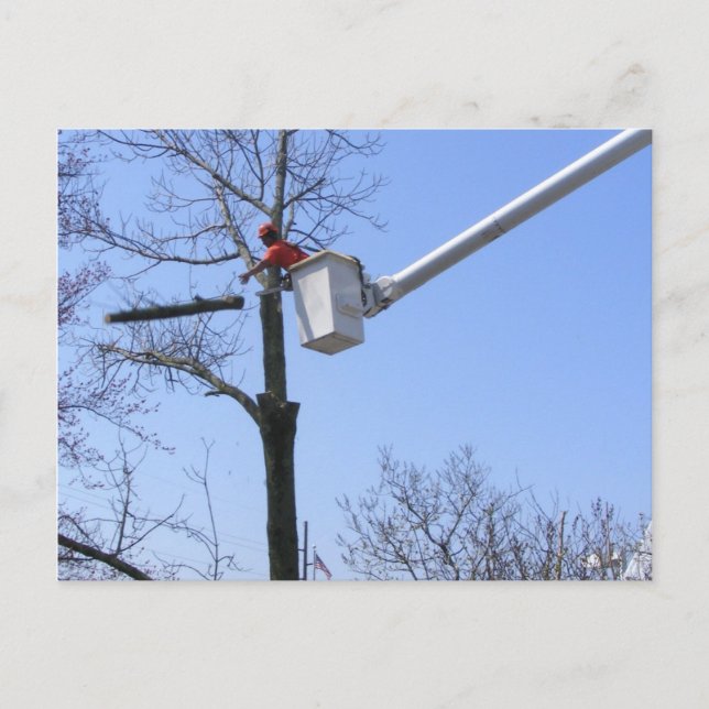 Remoção de Árvore ~ cartão postal (Frente)