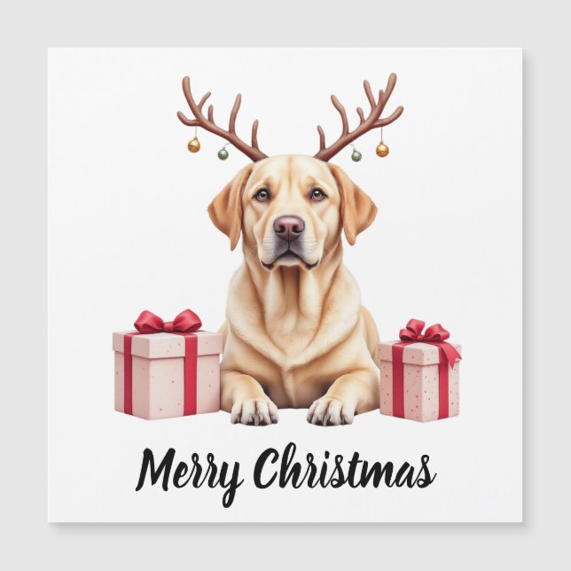 Rena de Labrador (Frente)