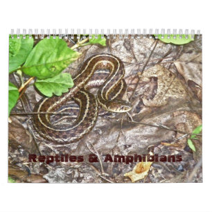 Répteis e Anfíbios do Calendário #1