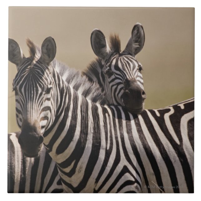 Reserva nacional de Mara do Masai, Kenya, em julho (Frente)