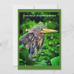 Reserve A Data Garça-verde (Butorides virescens)