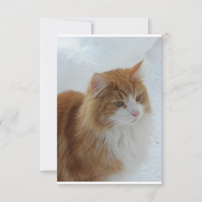 Reserve A Data Gato_da_Floresta_Norueguesa (Frente)