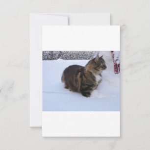 Reserve A Data gato floresta norueguesa na neve