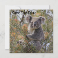 Grevillea Koala Bear