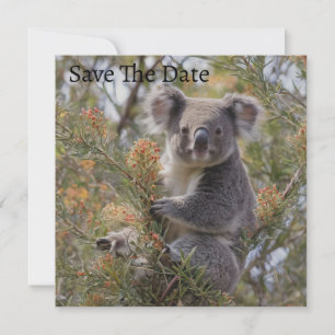 Reserve A Data Grevillea Koala Bear