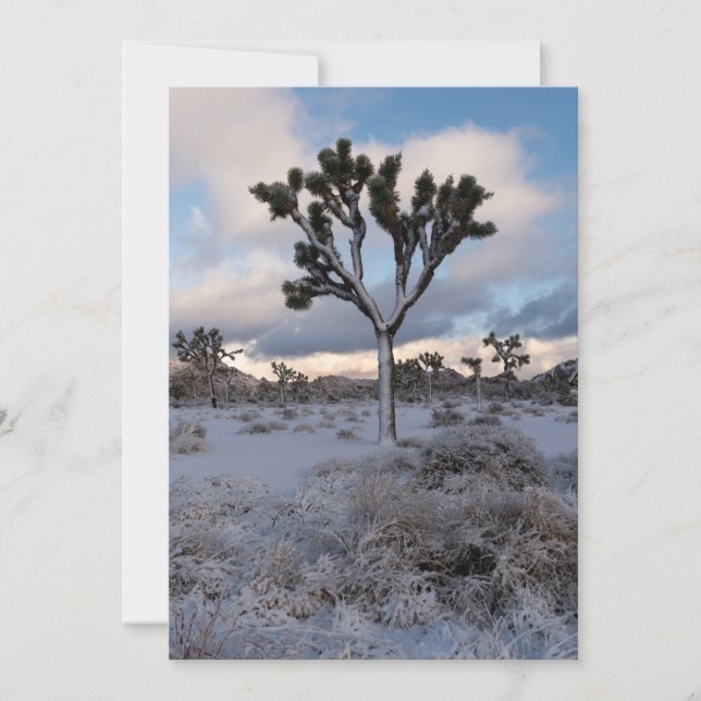 Reserve A Data Joshua Tree Snowy Morning #2 (Frente)