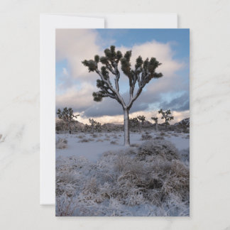 Reserve A Data Joshua Tree Snowy Morning #2