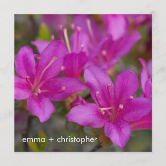 Reserve A Data Magenta Azalea DSC1724