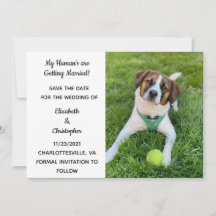 Meus Humanos Estão Se Casando Foto de Cachorro Sal