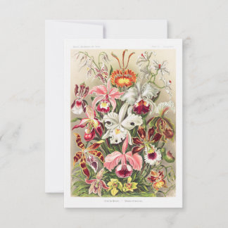 Reserve A Data Orchideae Denusblumen A Giltsch By Ernst Haeckel