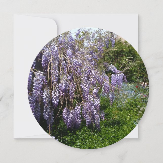 Reserve A Data Salve a Data Casamento wisteria violeta verde (Frente)