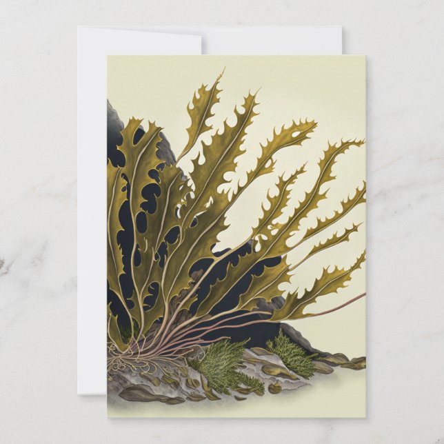 Reserve A Data Tidal Fronds (Frente)