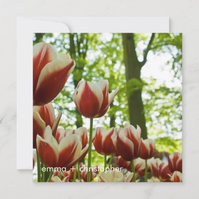 Reserve A Data Tulipas vermelhas e brancas DSC0869 (Frente)