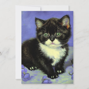 Reserve A Data Van Gogh Tuxedo Kitten