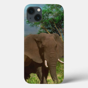 "Resistência Serene: O Revestimento do Elefante Bu