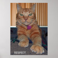Respeite Baz Cat Poster