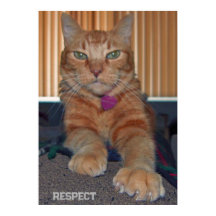 Respeite Baz Cat Poster