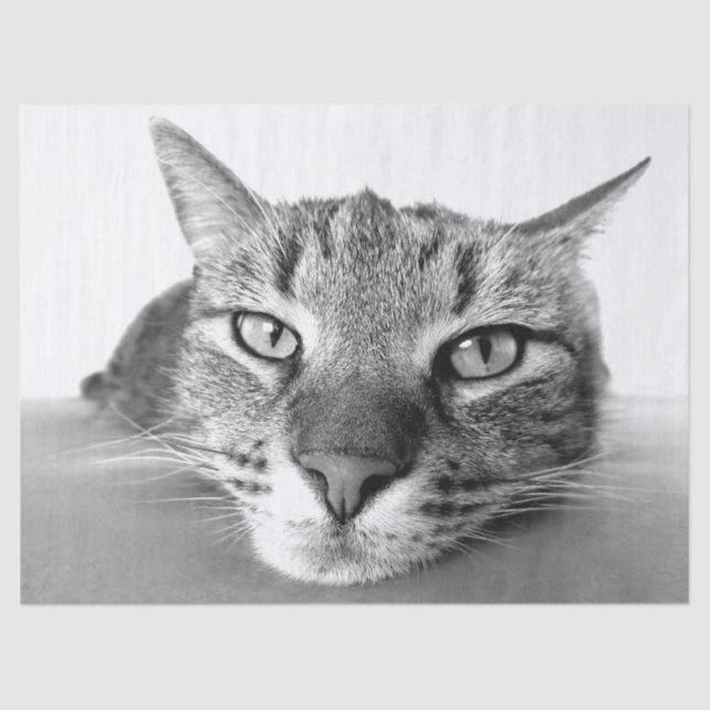 Respiração dos lenços de papel (Frente )