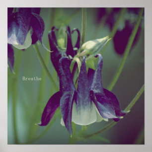 Respire - o poster quadrado