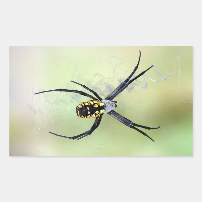 Retangular Adesivo de aranha do jardim de argiope preto e ama (Frente)