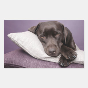Retangular Adesivo de Cachorro Labrador Retriever Marrom / Pr