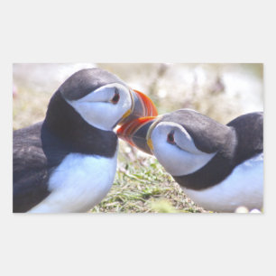 Retangular Adesivo de Papagaios-do-mar Beijando