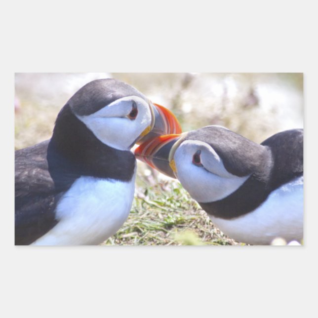 Retangular Adesivo de Papagaios-do-mar Beijando (Frente)