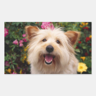 Retangular Filhote Feliz de Cairn Terrier no Jardim Adesivo