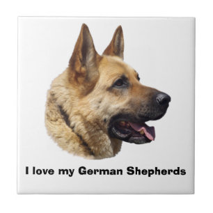 Retrato Alsatian do german shepherd