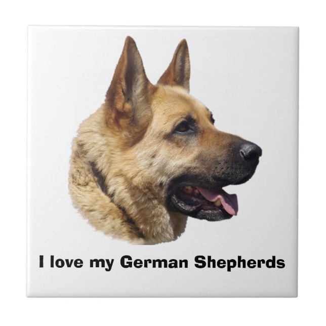 Retrato Alsatian do german shepherd (Frente)