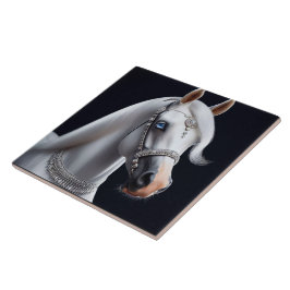 Retrato branco árabe sobre cavalos