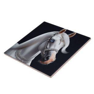 Retrato branco árabe sobre cavalos