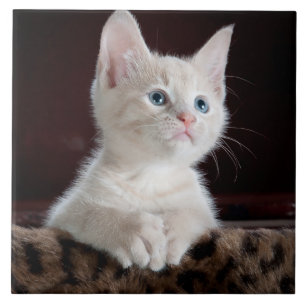 Retrato branco bonito do gatinho